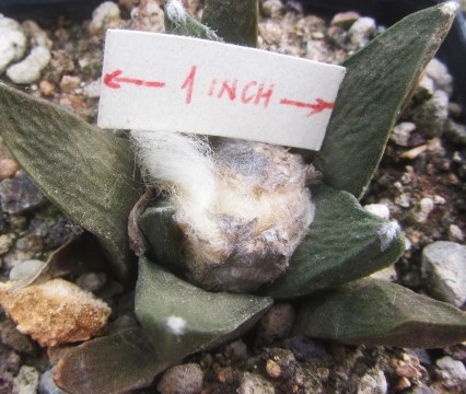 Ariocarpus bravoanus x ret