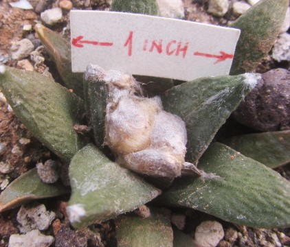 Ariocarpus bravoanus x retusus