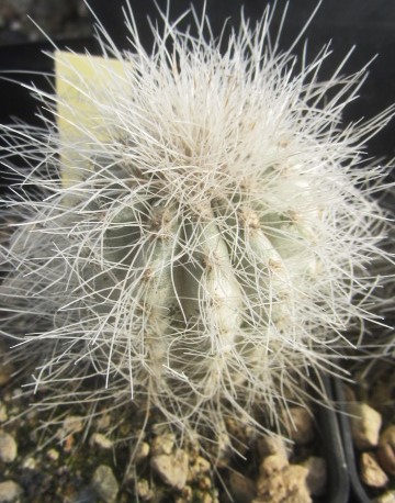 Copiapoa krainziana