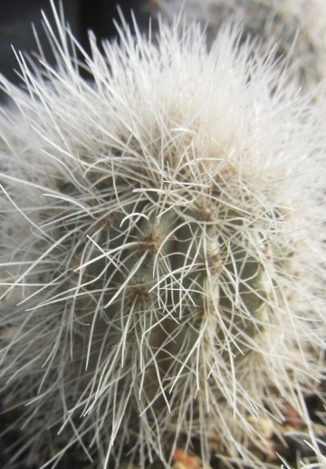Copiapoa krainziana