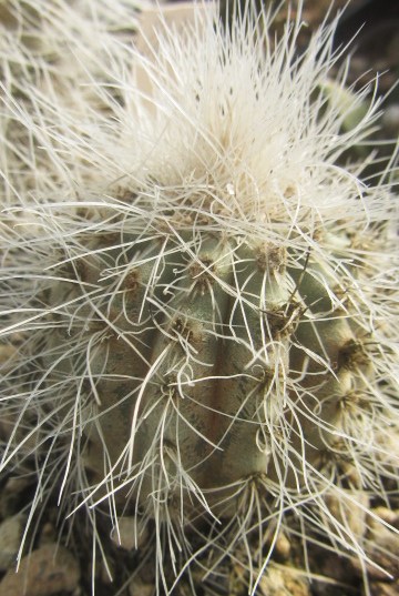 Copiapoa krainziana 