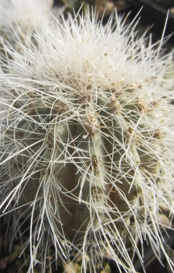 Copiapoa krainziana