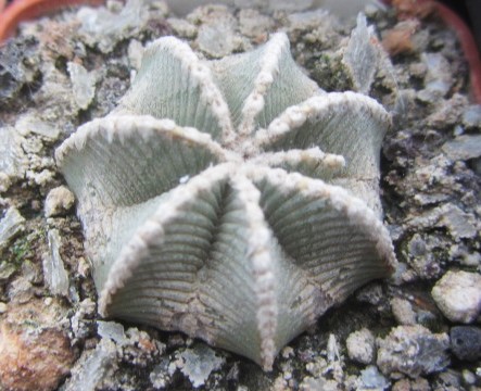 Aztekium <br>hintoni