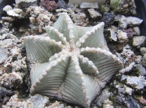 Aztekium <br>hintoni