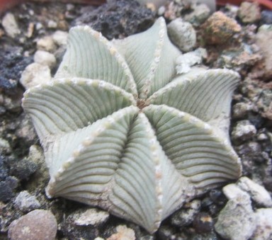 Aztekium <br>hintoni