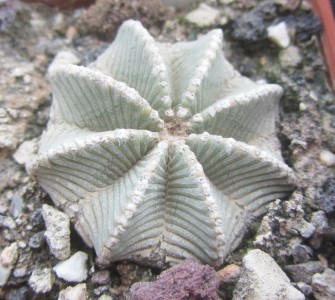 Aztekium <br>hintoni