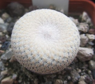 Epithelantha bokei