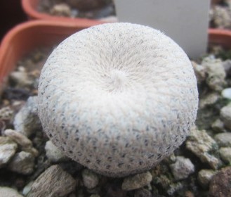 Epithelantha <br>bokei