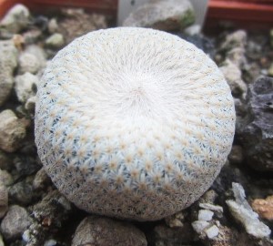 Epithelantha <br>bokei