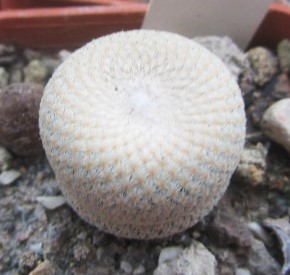 Epithelantha bokei