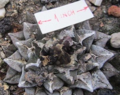 Ariocarpus cv f1 kotschoubeyanus elep. x retusus
