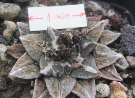 Ariocarpus cv f1 kotschoubeyanus elep. x retusus
