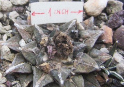 Ariocarpus cv f1 kotschoubeyanus elep. x retusus