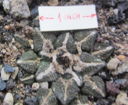 Ariocarpus <br>f1 lloydii x kotschoubeyanus elep