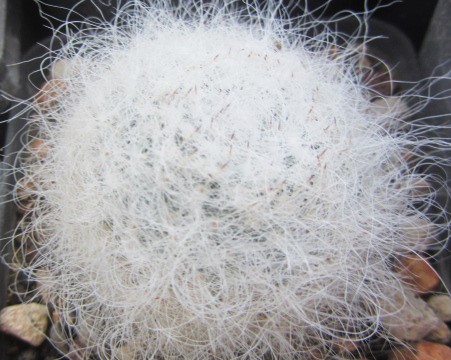 Mammillaria <br>hahniana 