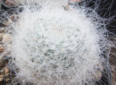 Mammillaria <br>hahniana 