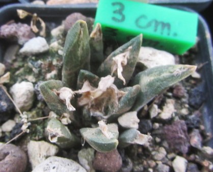 Ariocarpus f2 fissuratus x agavoides