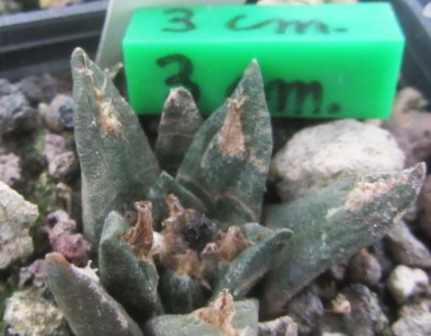Ariocarpus f2 fissuratus x agavoides