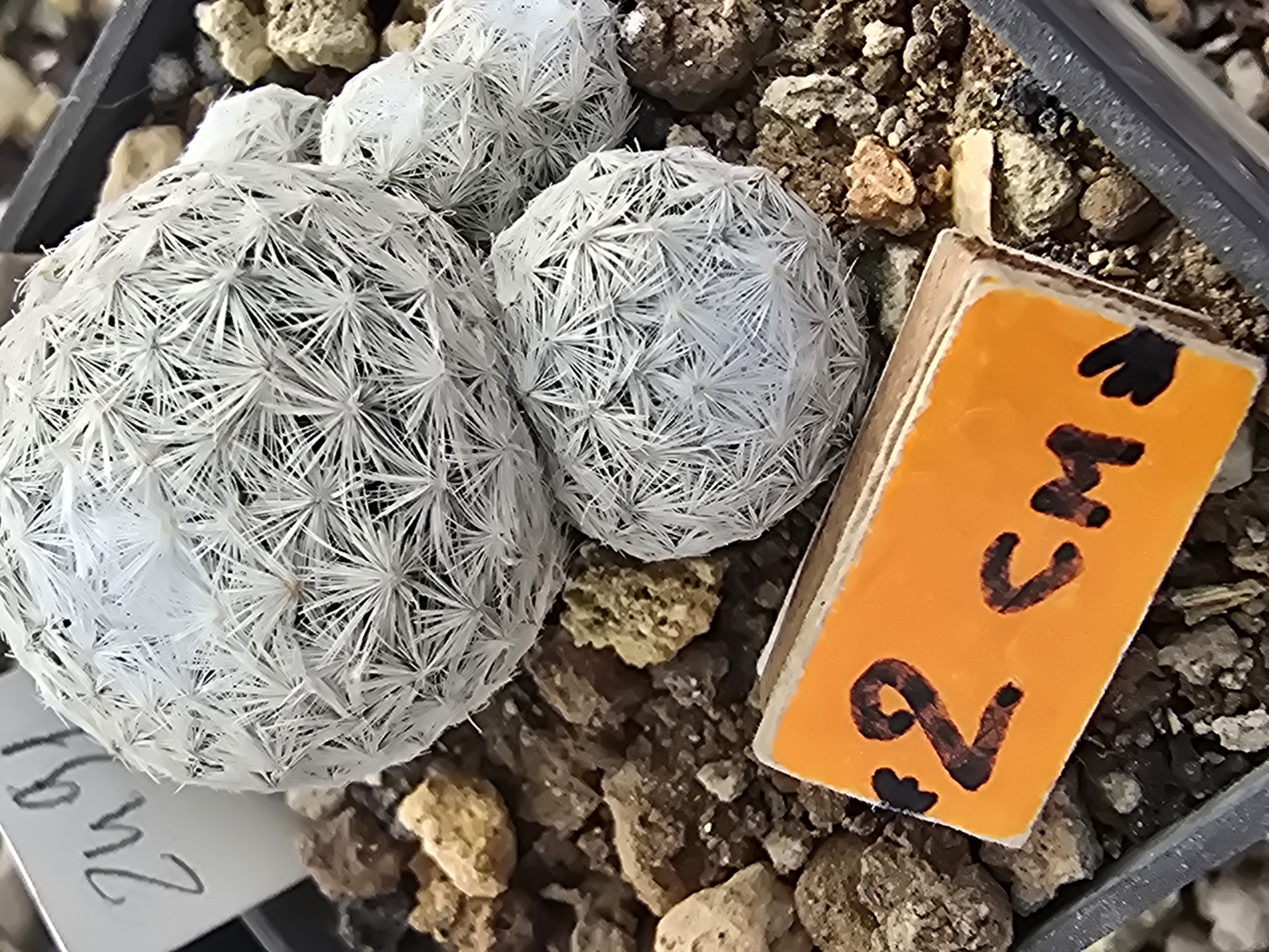 Mammillaria <br>humboldtii