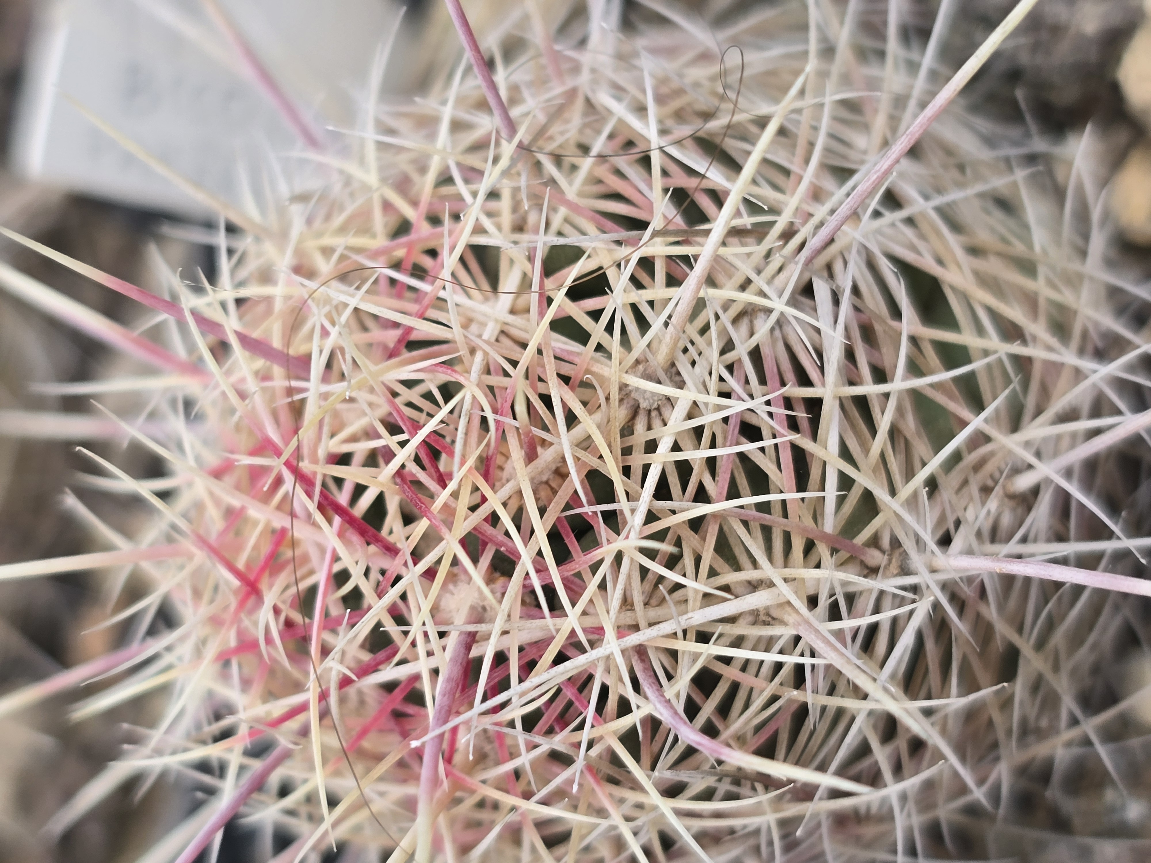 Thelocactus <br>bicolor