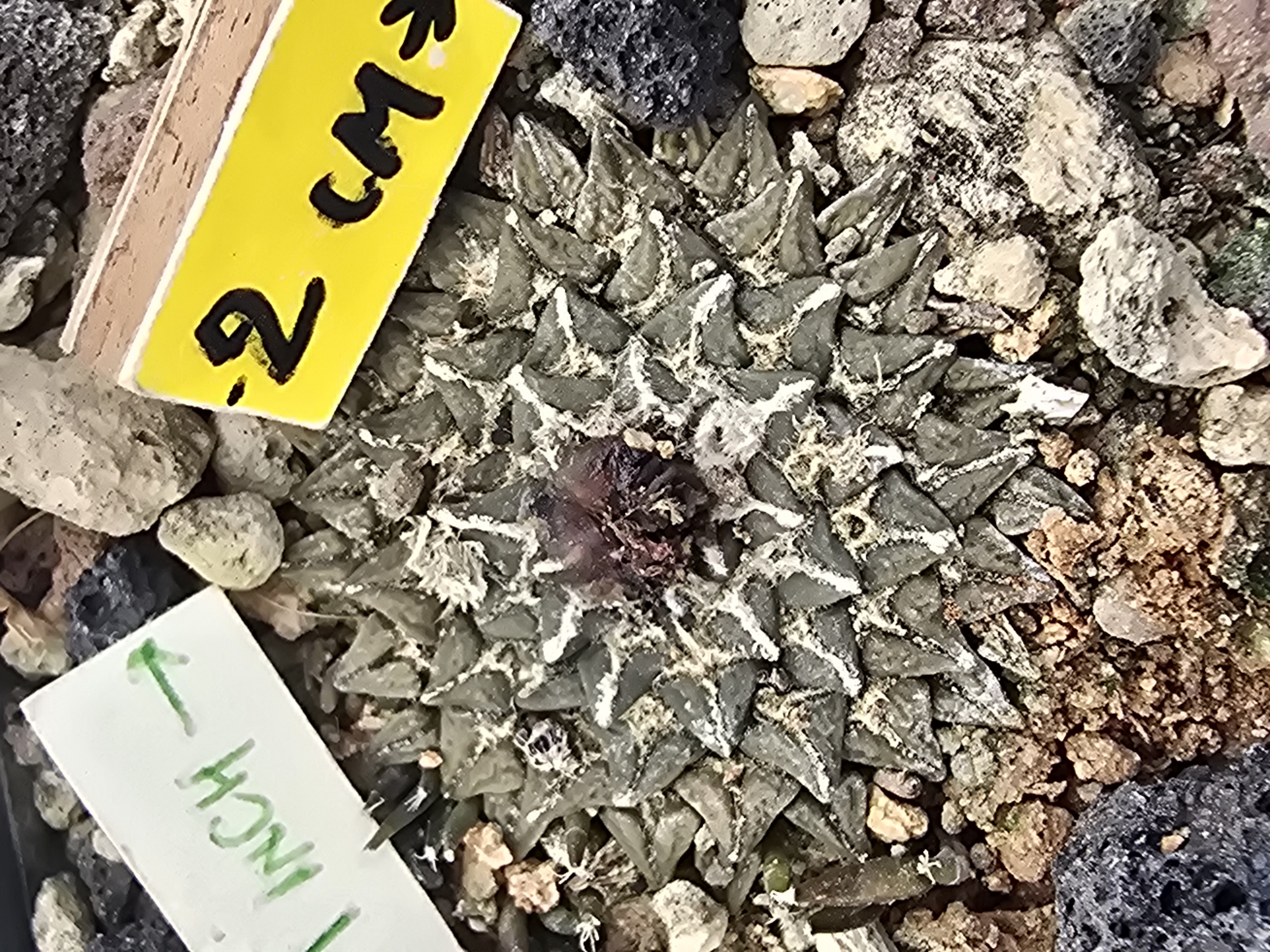 Ariocarpus <br>kotschoubeyanus