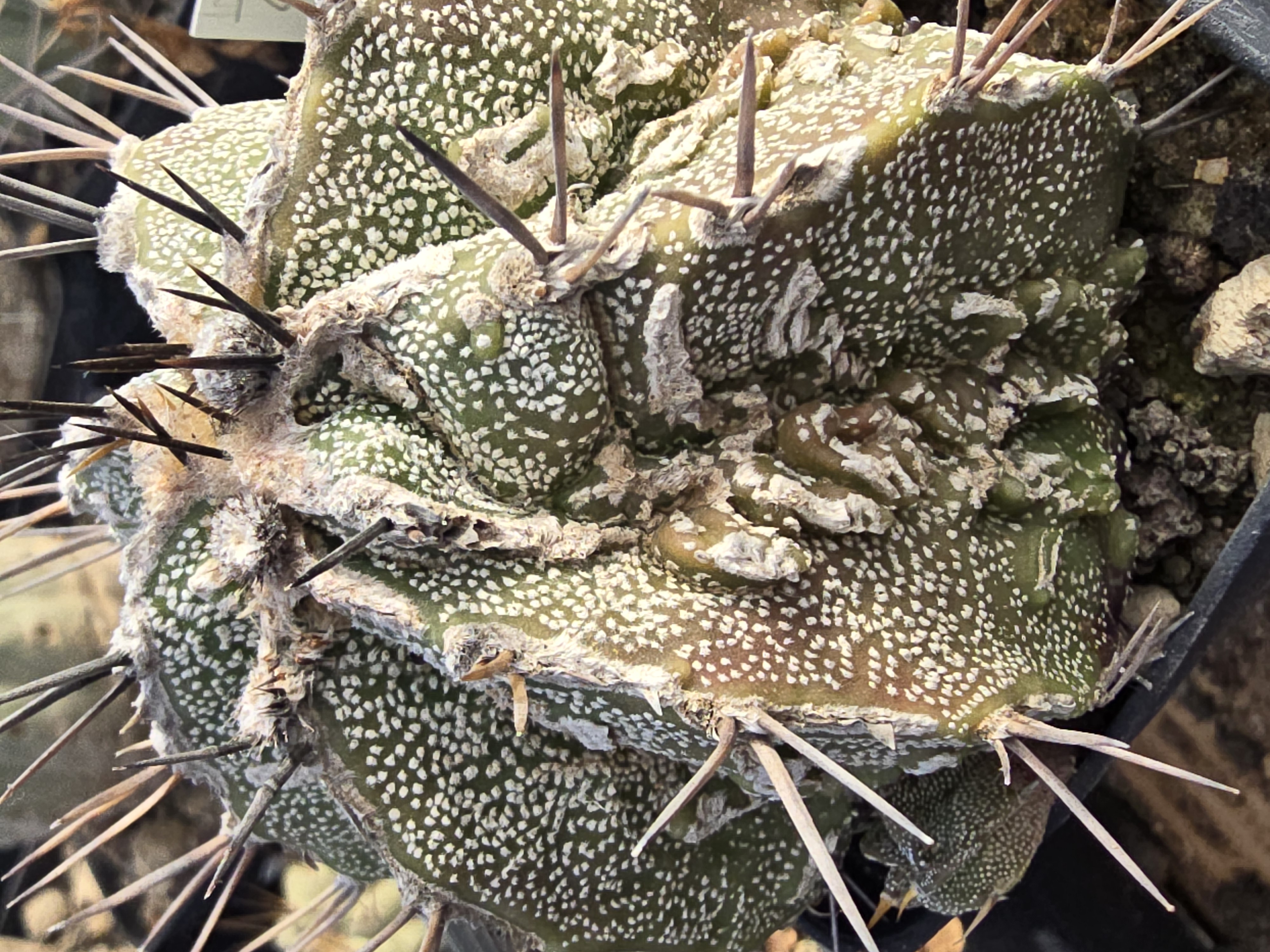 Astrophytum <br>ornatum cv fukuryu 