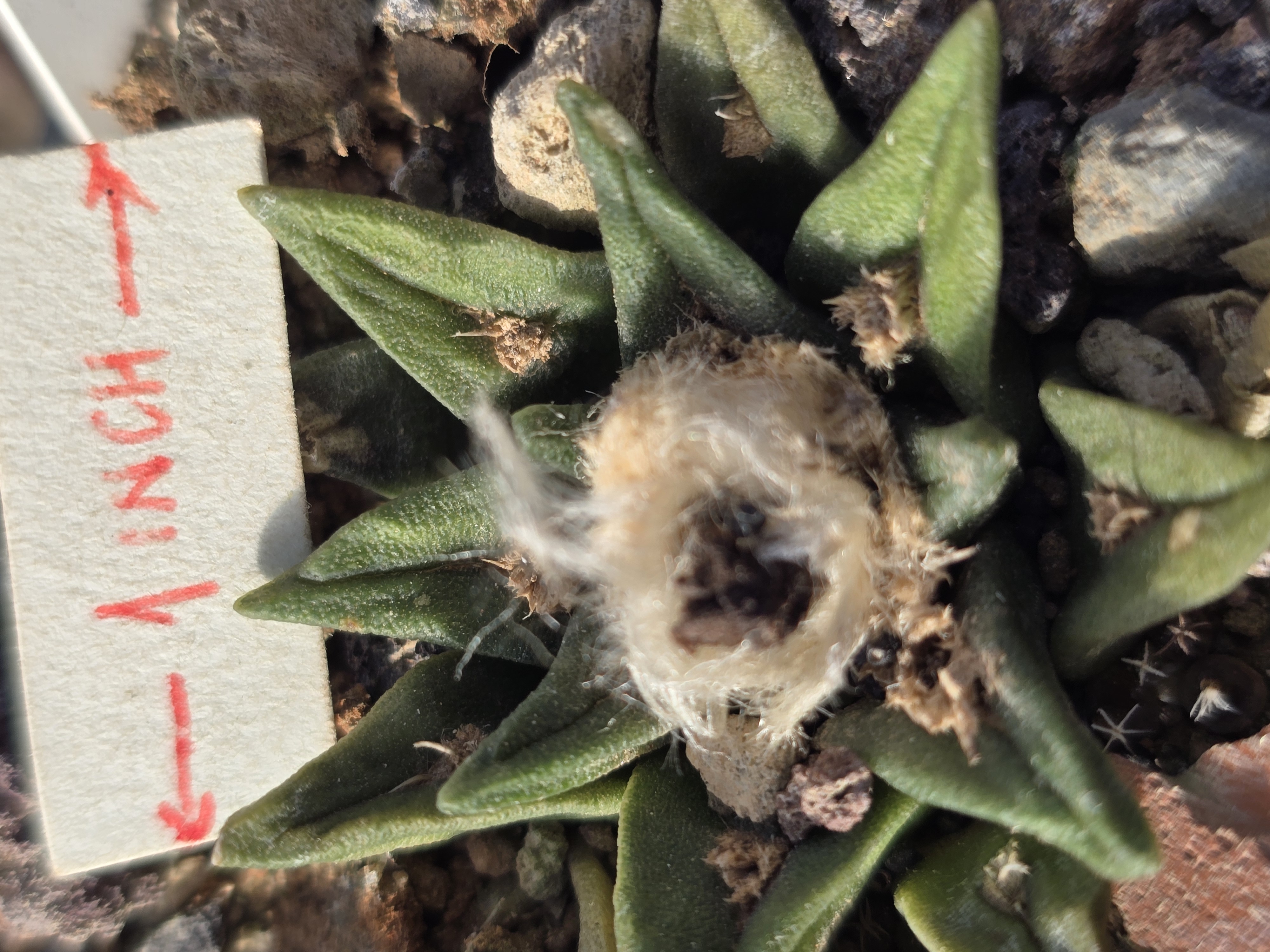 Ariocarpus <br>cv f3 kotscoubeyanus x ret x furf