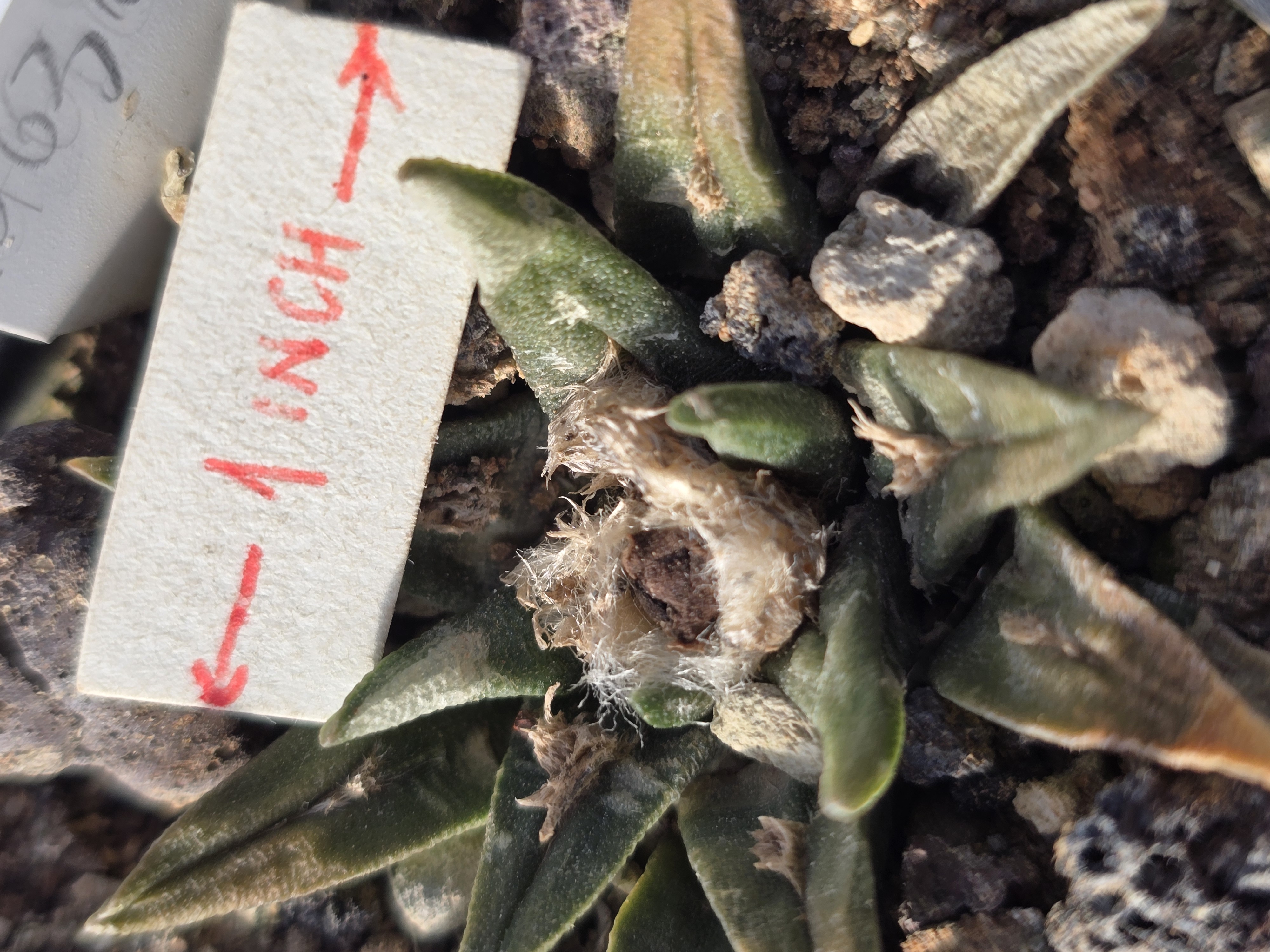 Ariocarpus cv f3 kotschoubeyanus x retu x furfuraceus