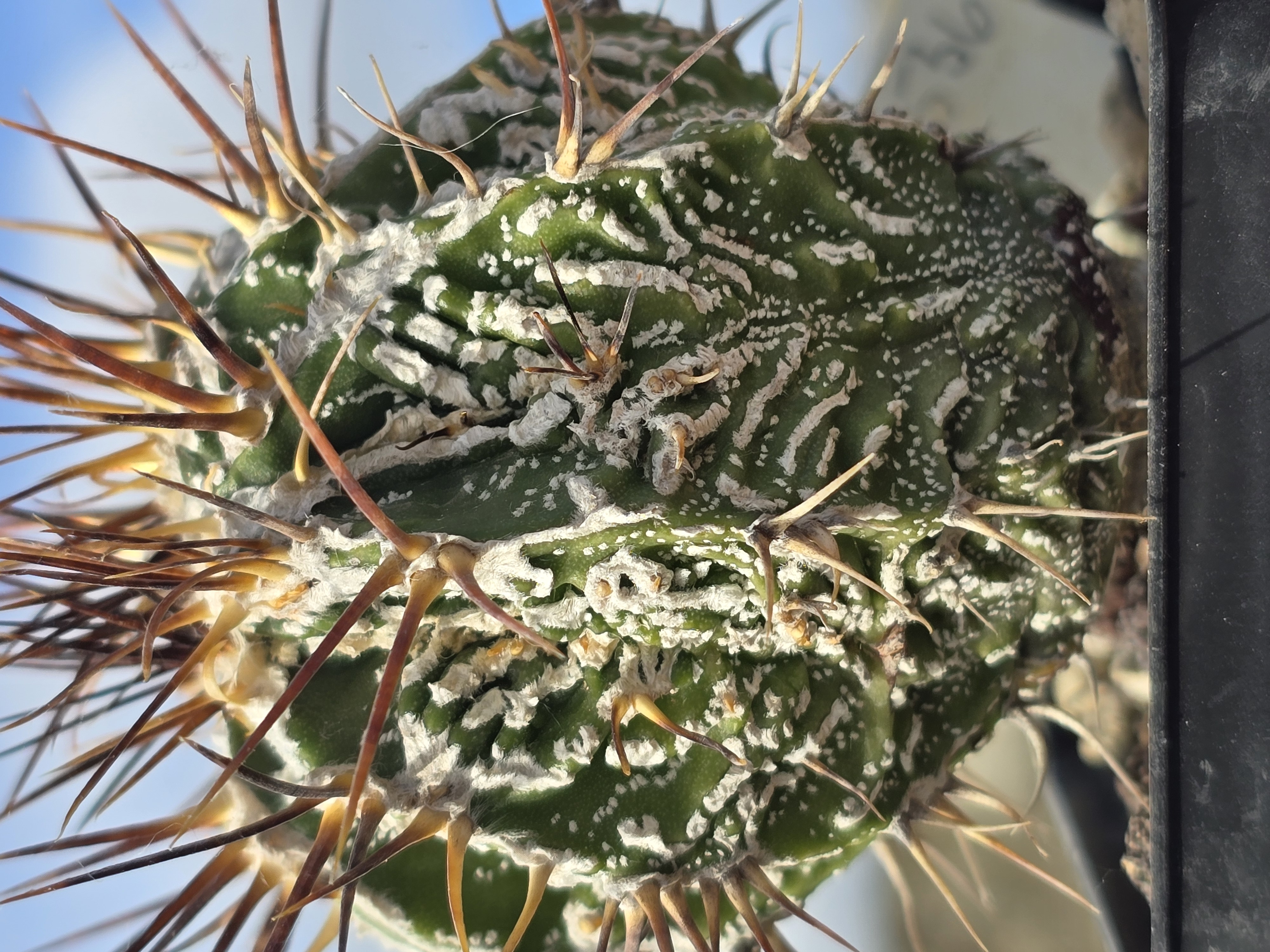 Astrophytum ornatum cv fukuryu 