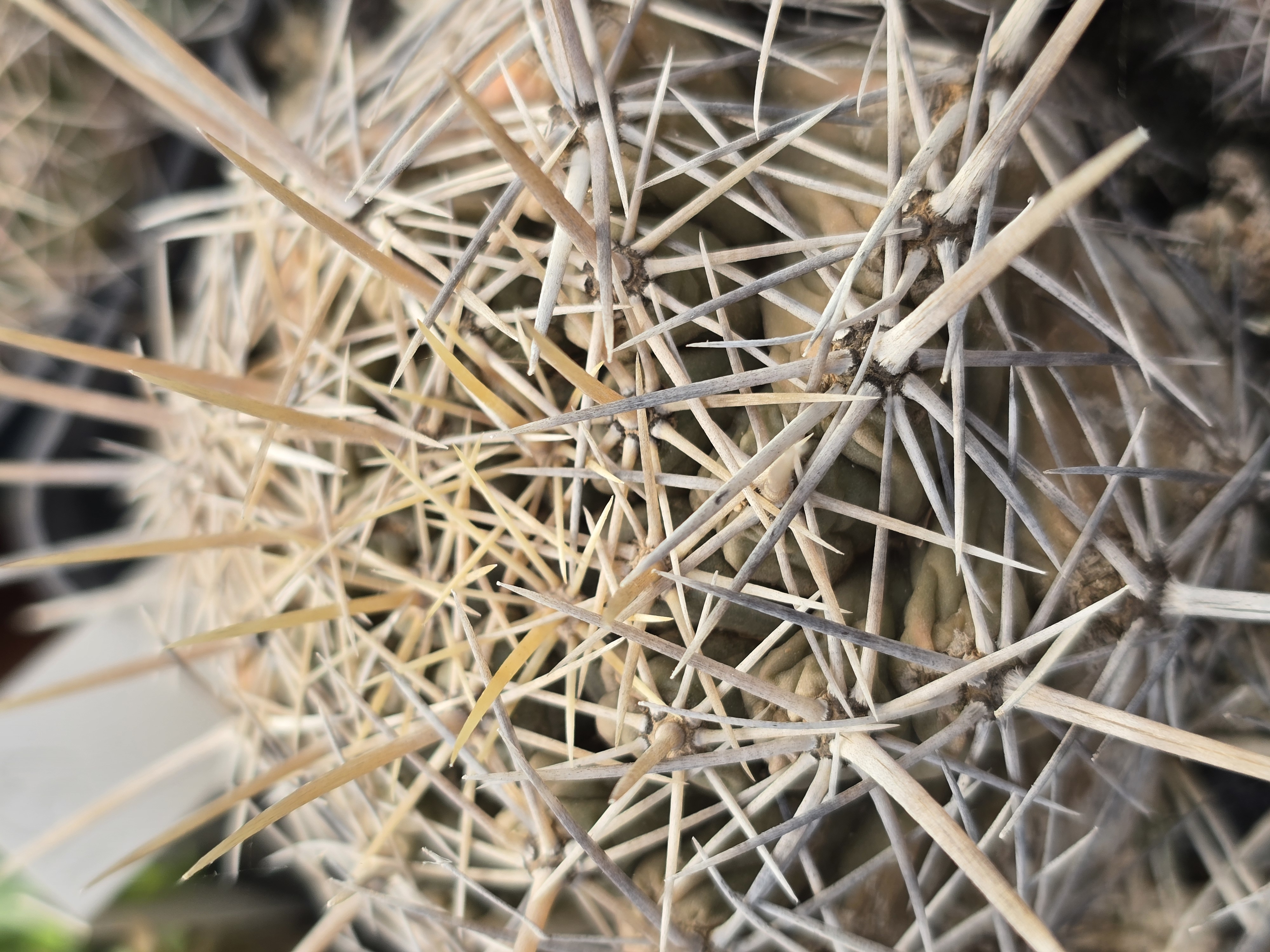 Thelocactus cv bicolor