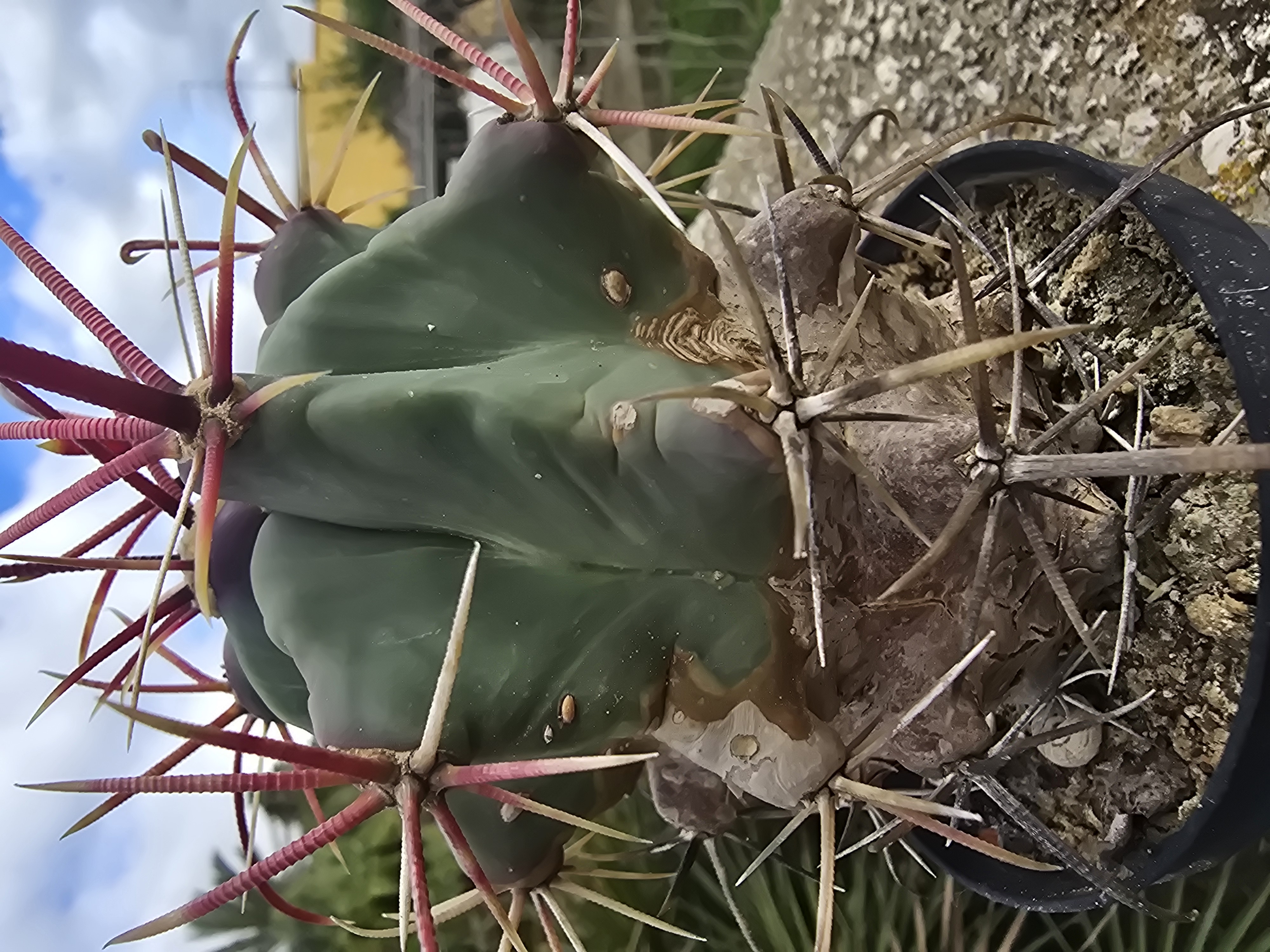 Ferocactus sp 