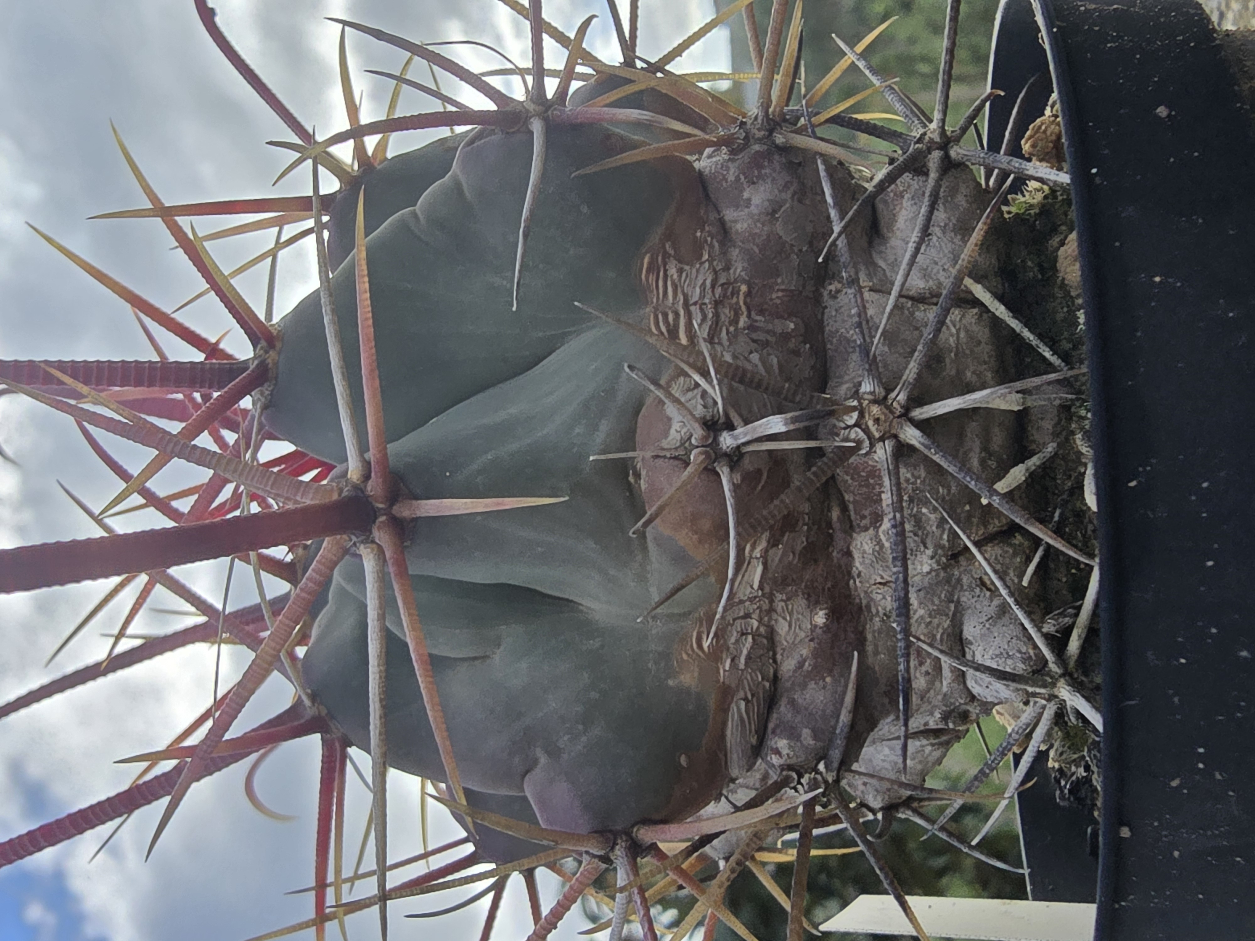 Ferocactus sp