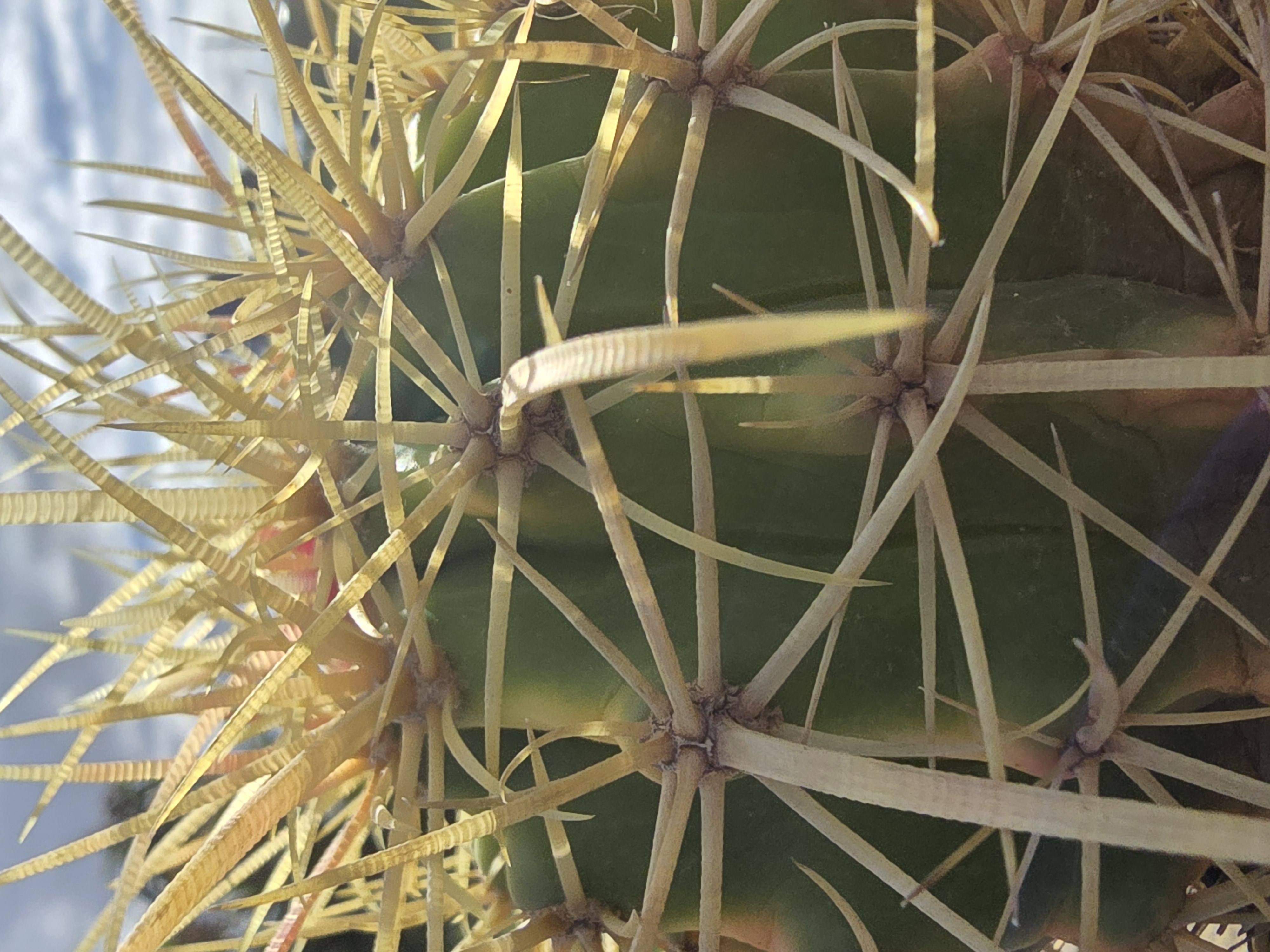 Echinocactus  hybrid 