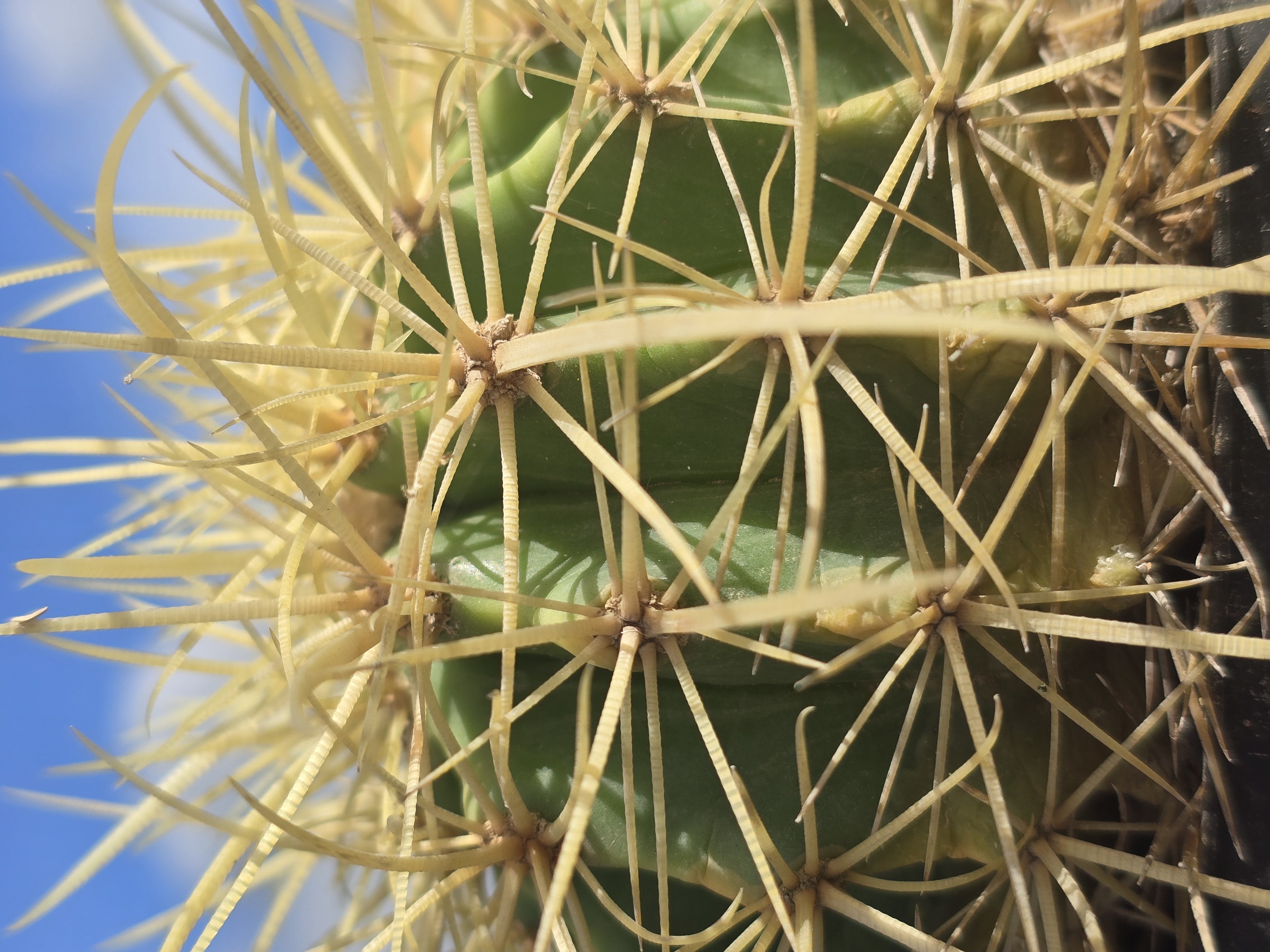 Echinocactus  hybrid 