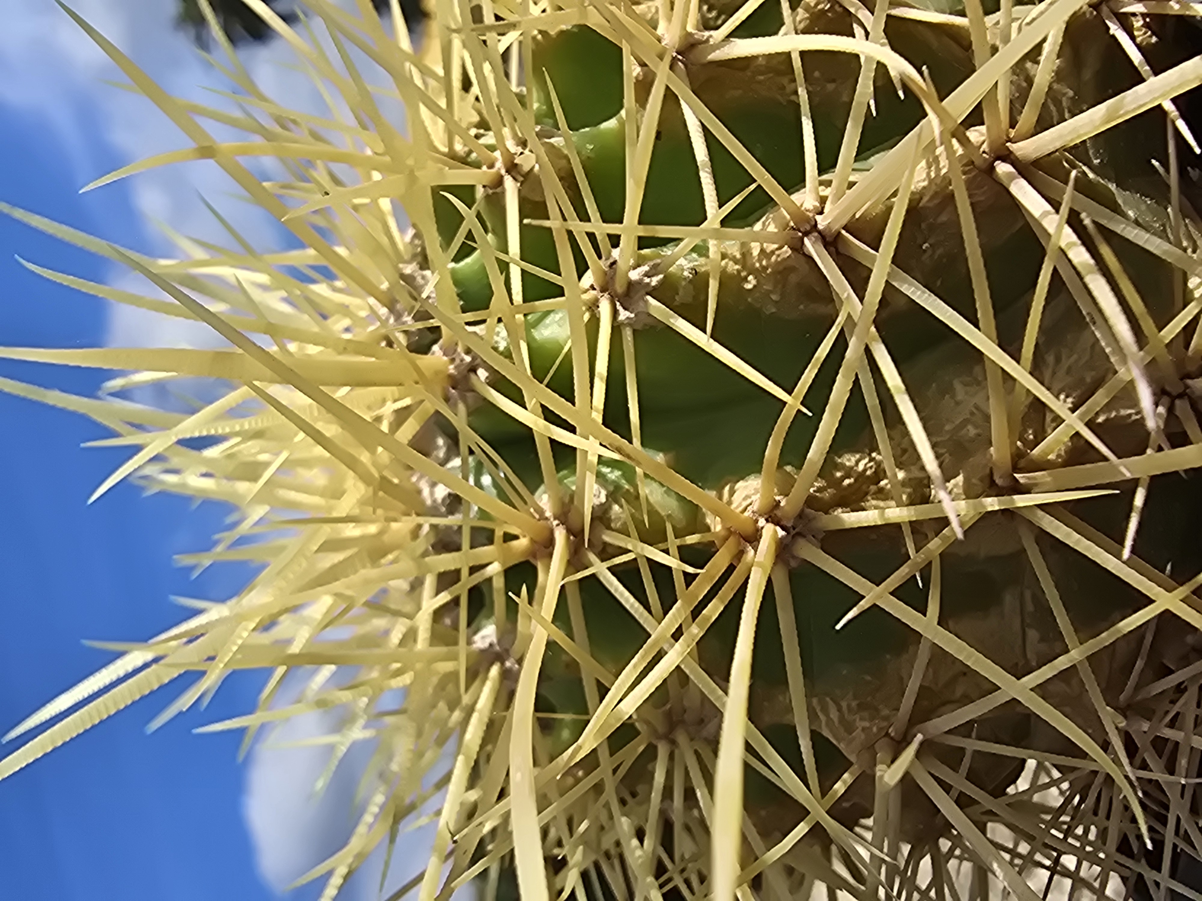 Echinocactus <br> hybrid 