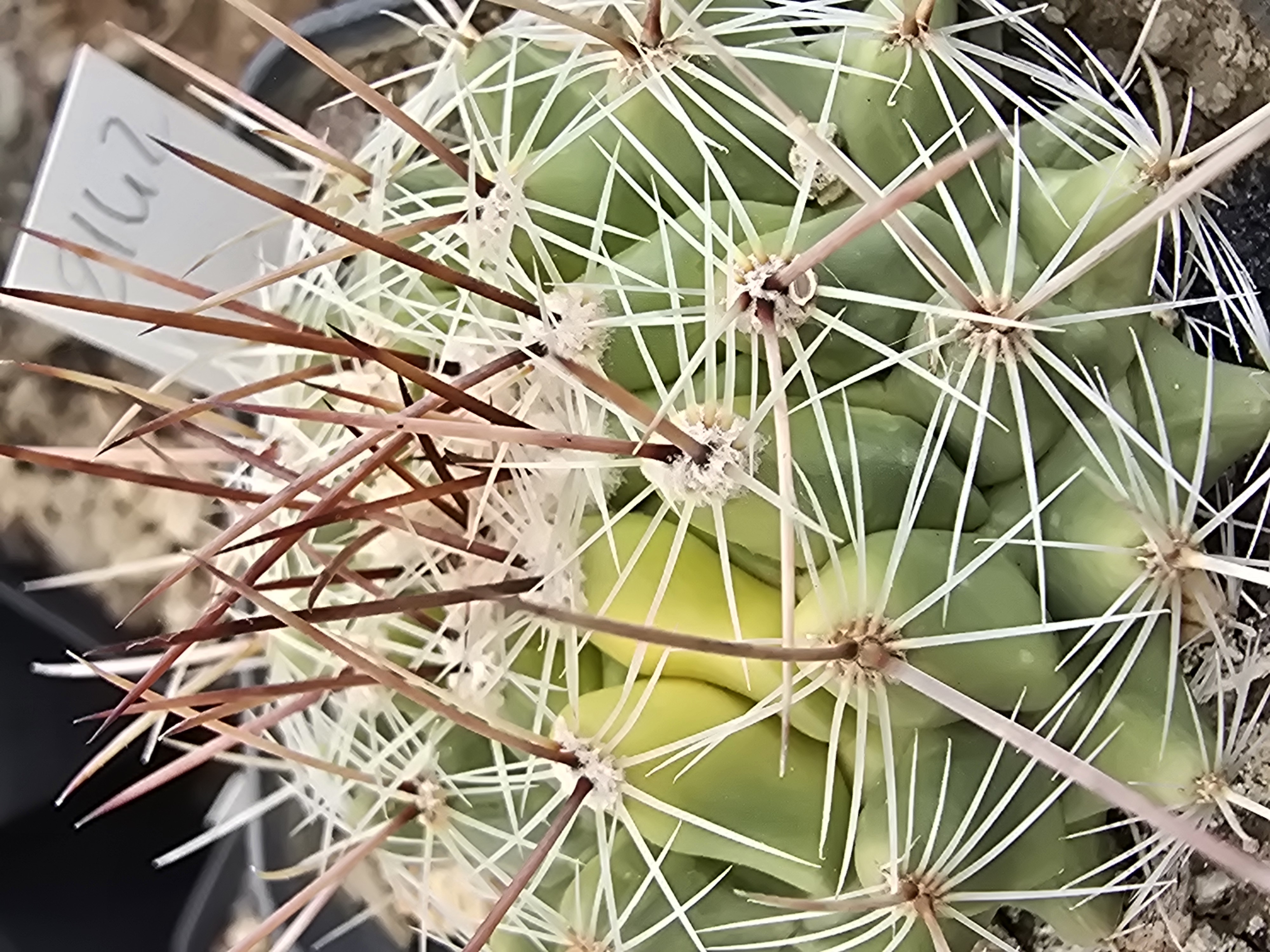 Thelocactus <br>hybrid x fero?
