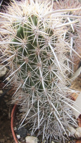 Machaerocereus  eruca