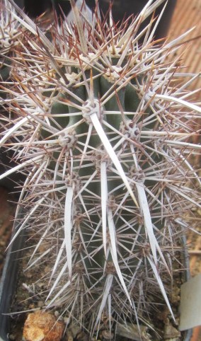 Machaerocereus  eruca