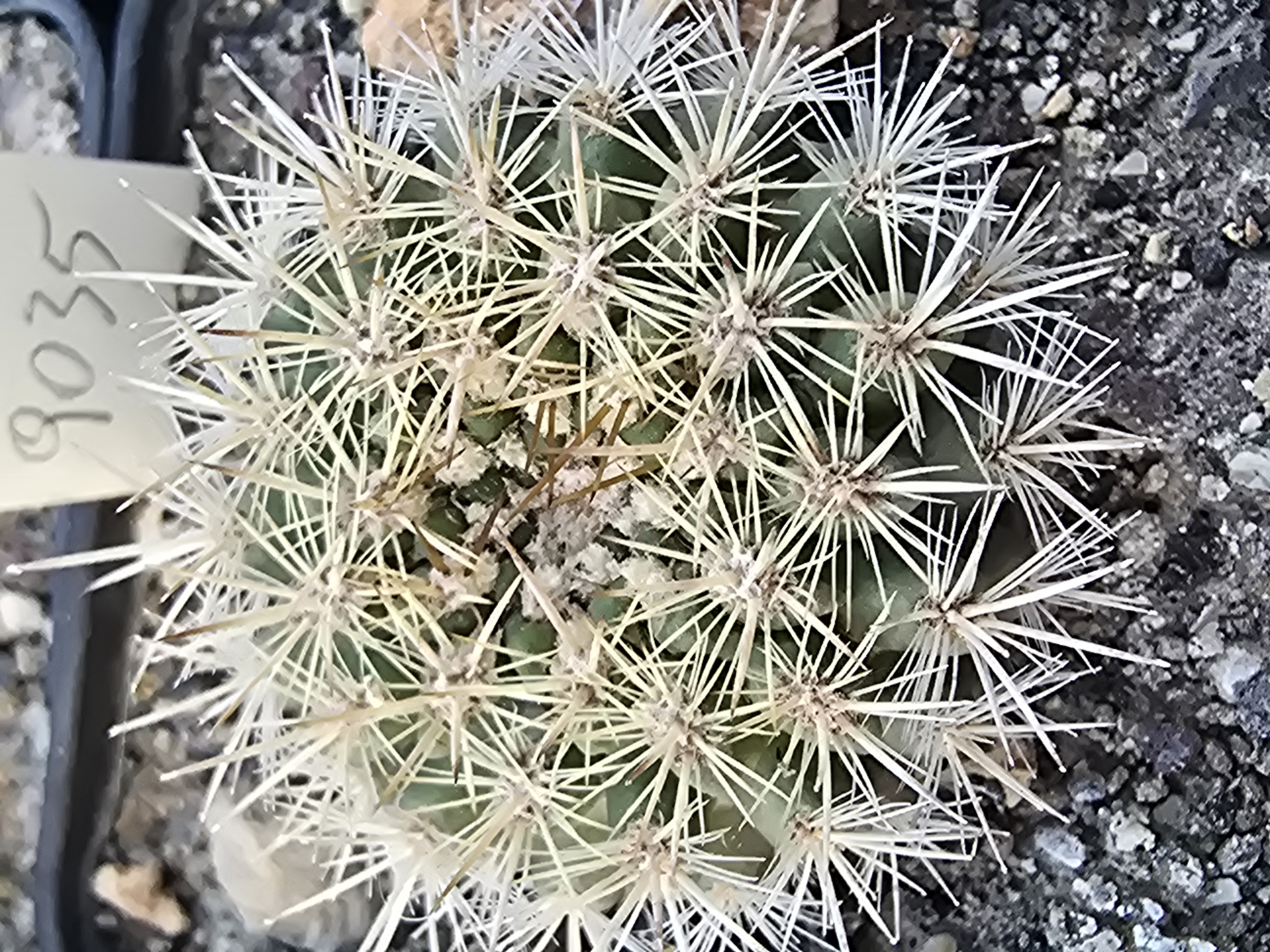 Eriosyce subgibbosa