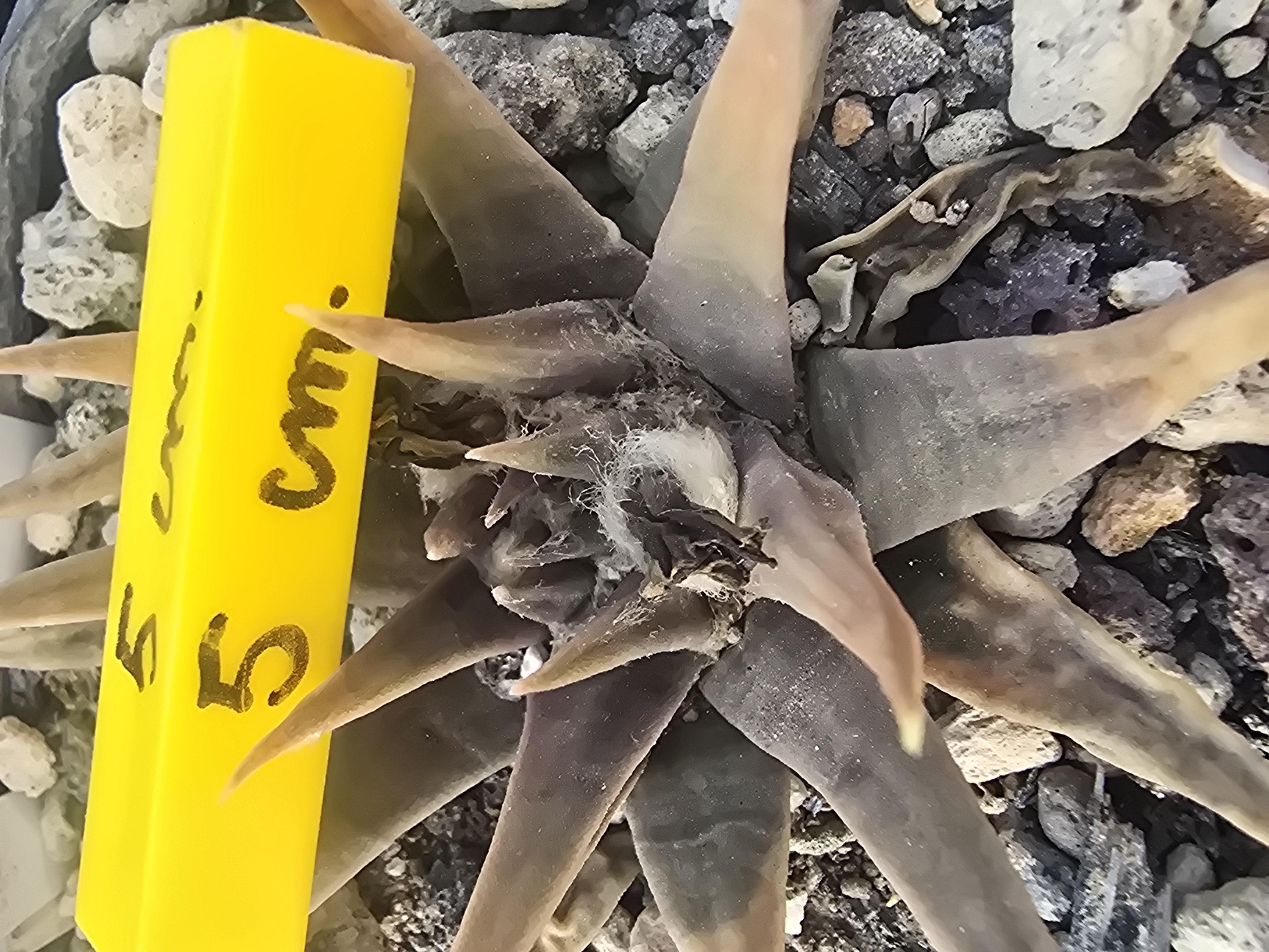 Ariocarpus confusus