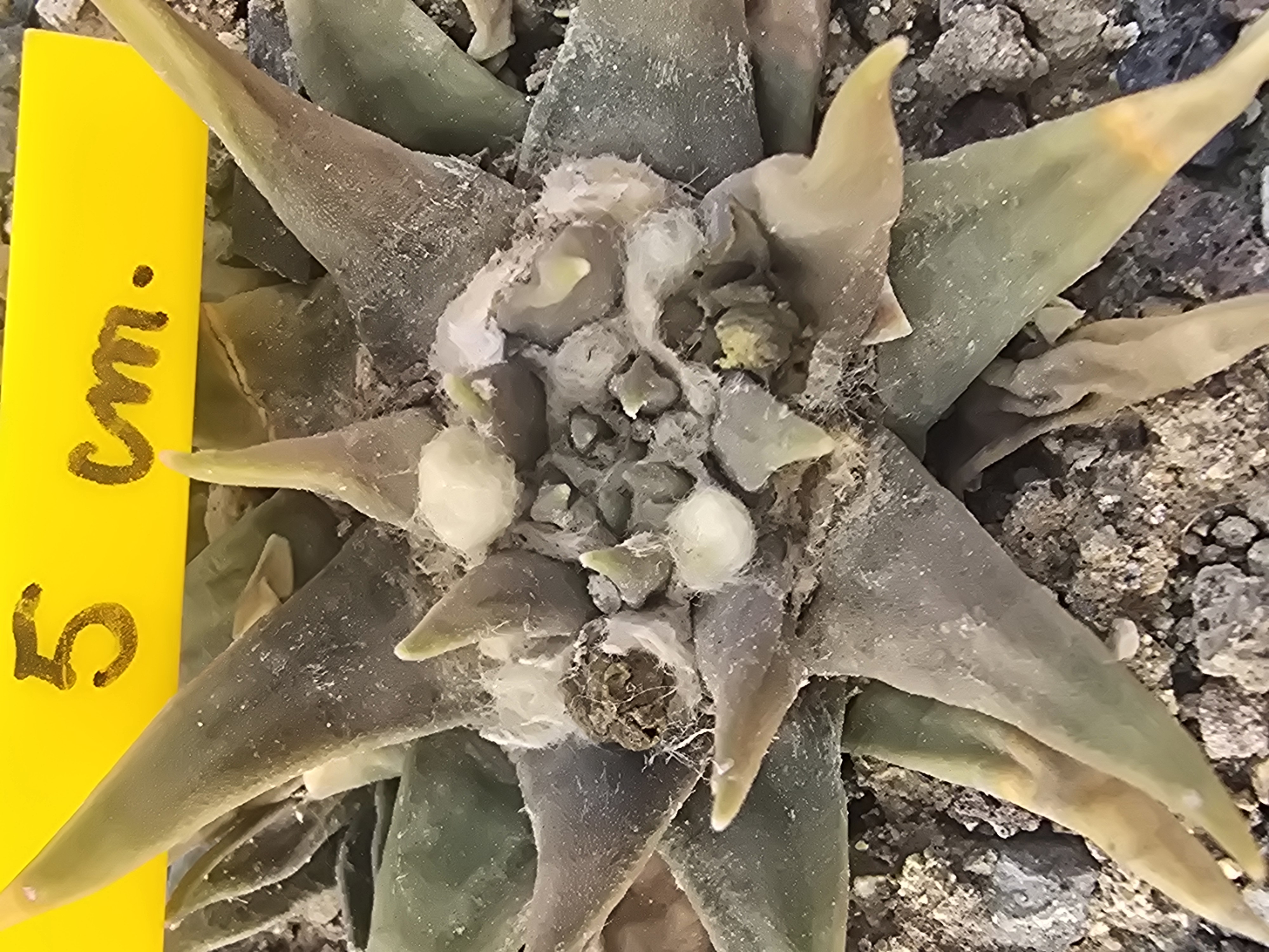 Ariocarpus confusus