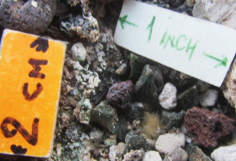 Ariocarpus scaphirostris