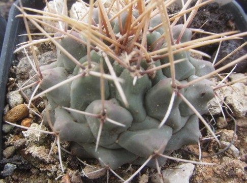 Thelocactus rinconensis freudenbergeri