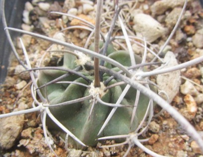 Lobivia <br>ferox longispina