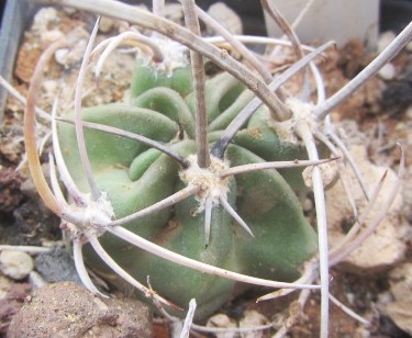 Lobivia ferox longispina