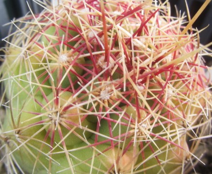 Thelocactus <br>bicolor