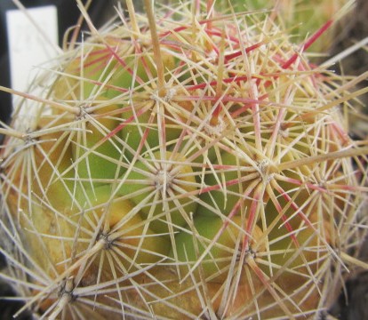 Thelocactus <br>bicolor