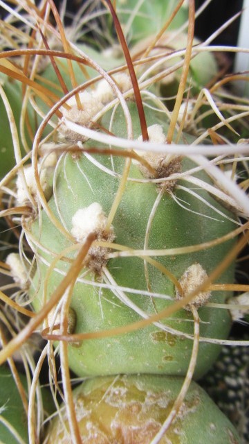 Opuntia <br>zehnteri