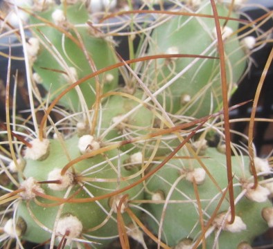 Opuntia zehnteri