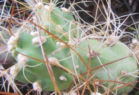 Opuntia <br>zehnteri